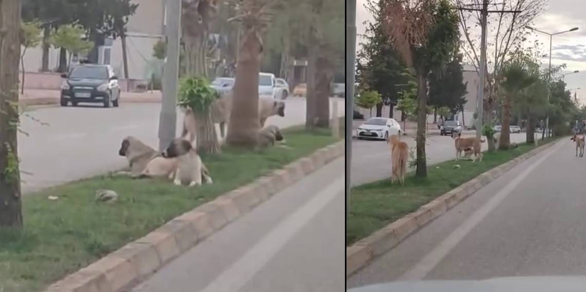 Sayıları 10’u bulan sokak köpekleri çocuğa korku dolu anlar yaşattı