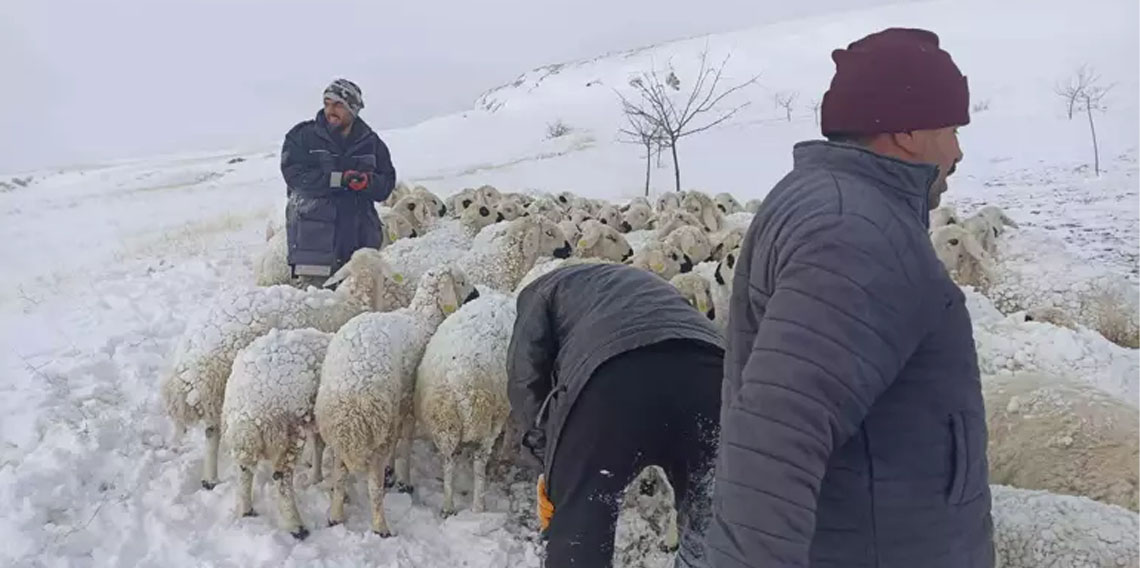 Kar yağışı ve tipiye yakalandılar: 100 koyun donarak öldü