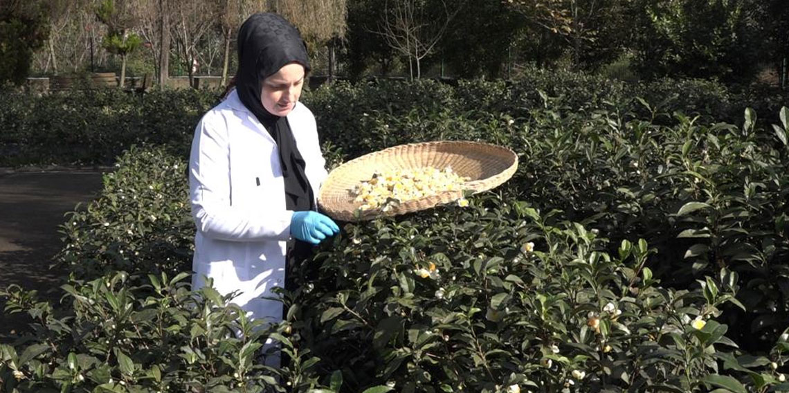 Çayın yeni ürünü ‘Çay çiçeği çayı' 6 bin TL'den satılıyor