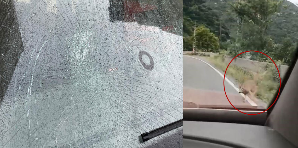 Karayolundaki karacayı telefonu ile kayda alırken bunun olacağını hiç aklına getirmedi
