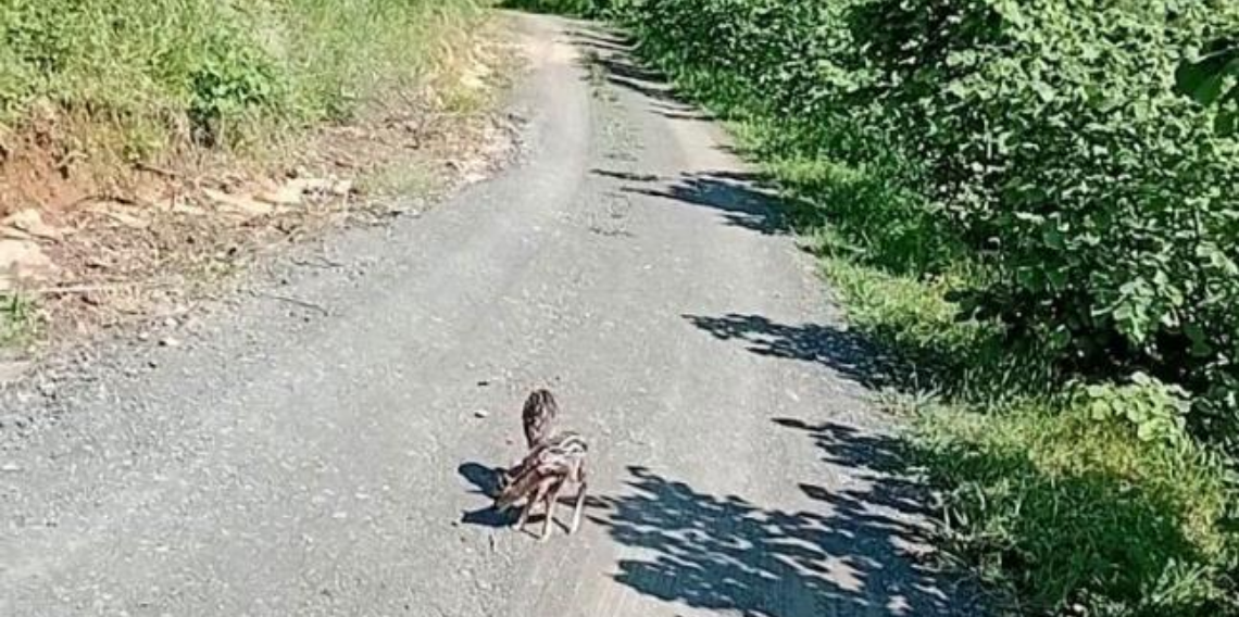 Trabzon'da Duygulandıran Karaca Hikayesi! Yavrulara Arçil ve Şota İsmi Verildi