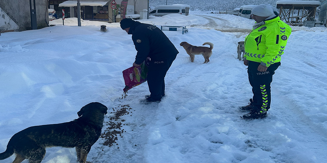 Polis ekipleri sokak hayvanları için seferber oldu