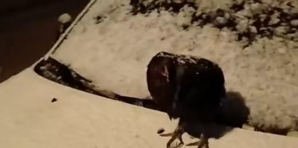 Tokat’ta Kar Sürprizi: Tavuk Park Halindeki Aracın Üzerine Yumurtladı