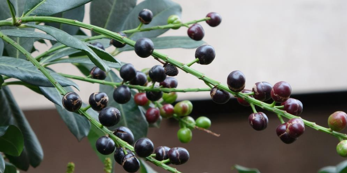 Ordu’da karayemiş ağacı mevsiminden 3 ay önce meyve verdi, mahalleli şaşkın
