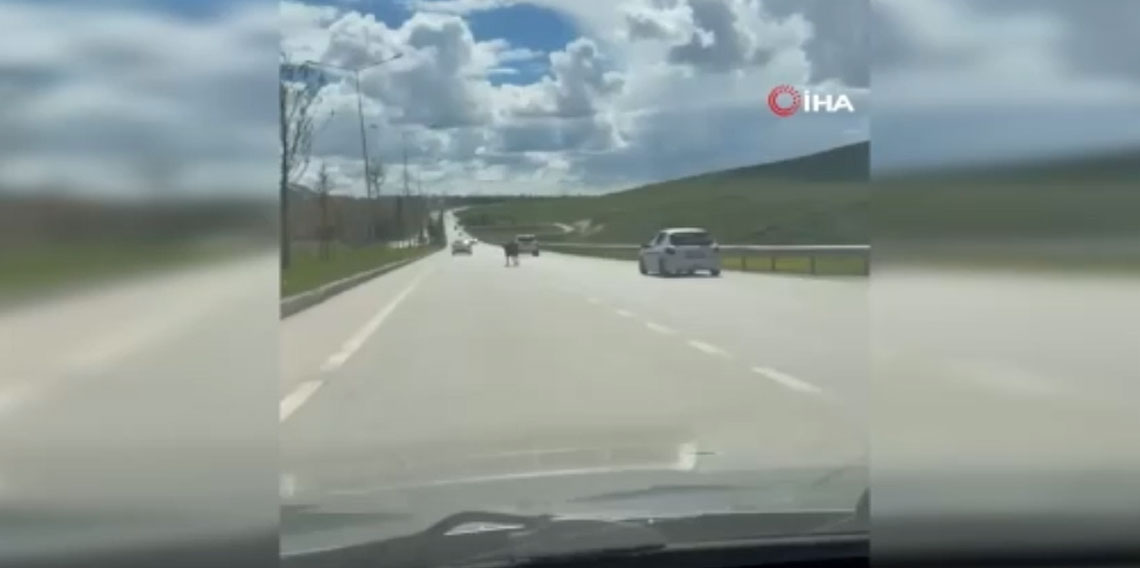 Kaçan kurbanlıklar trafiği birbirine kattı