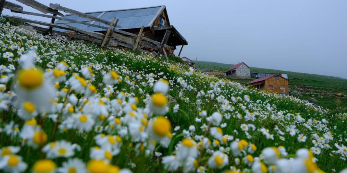 Gümüşhane'de Yılanlı Yaylası papatyalarla kaplandı