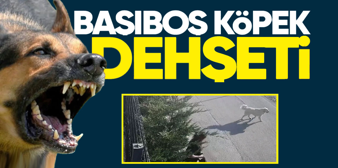 Başıboş Köpek Dehşeti! Genç kadın canını zor kurtardı