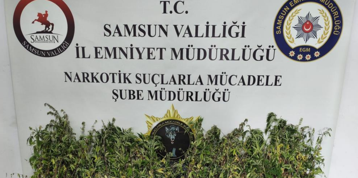 Bafra’da uyuşturucu operasyonu: Bin 655 kök kenevir ele geçirildi