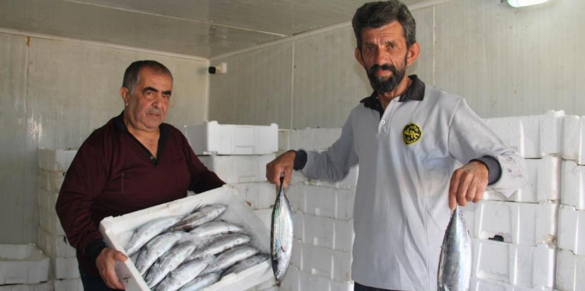 Karadeniz'de palamut bolluğu hamsi ve istavrit için risk oluşturuyor