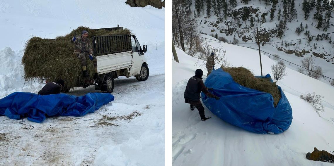 Artvin’de zorlu kış şartlarında hayvanlar için ot taşıma mücadelesi