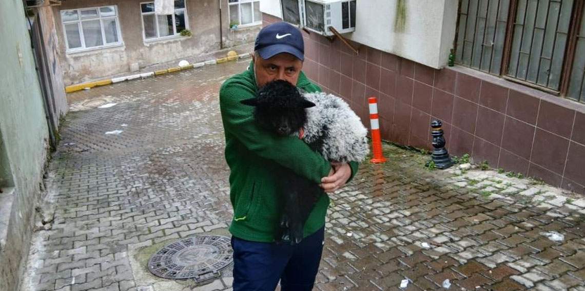 Sahiplendiği kuzuyla şehrin fenomeni oldu