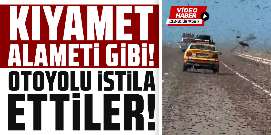 Kıyamet alameti gibi! Dev çekirge sürüsü otoyolu istila etti