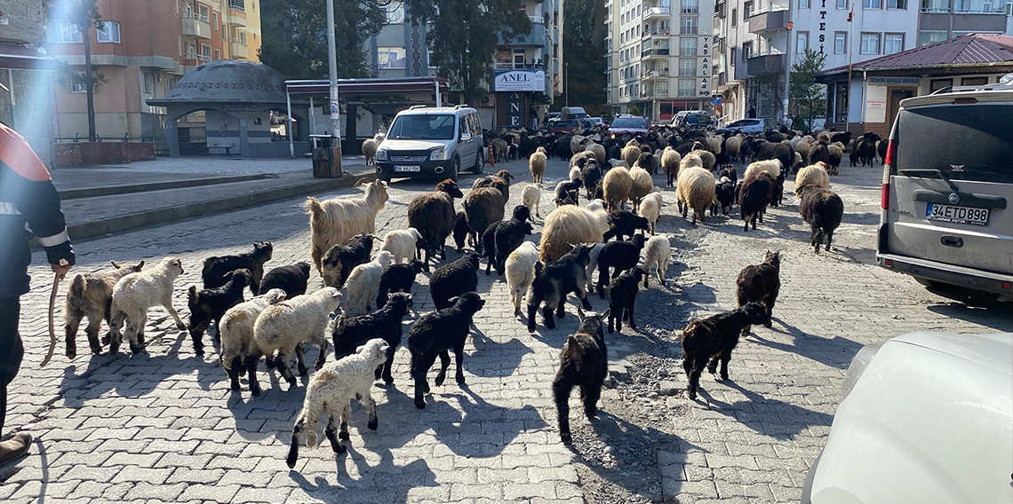 Caddelerde koyun sürüsünü görenler şaşkına döndü!