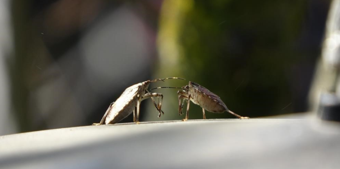 Kahverengi kokarcaya karşı mücadelede zehirli mantarlardan yararlanılacak