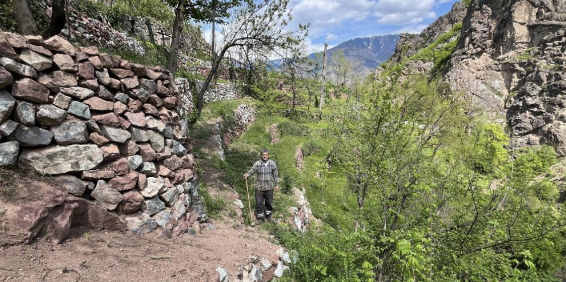 Dik yamaçta 60 yıllık emek, taş duvarlarla kurulan miras