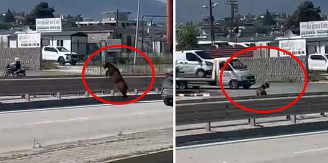 Firar eden kurbanlık keçi trafiği birbirine kattı! O anlar kamerada