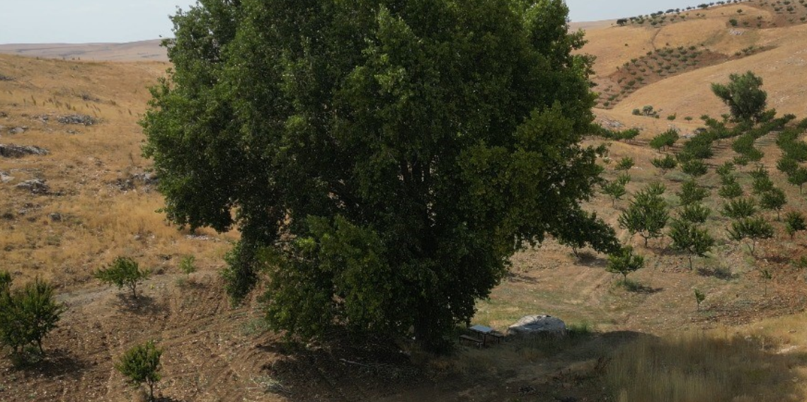 Kahramanmaraş'ta 300 yıllık kavak ağacı