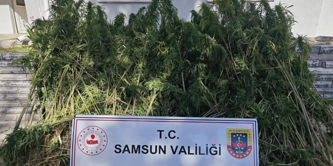 Samsun'da jandarma 728 kök kenevir bitkisi ele geçirdi