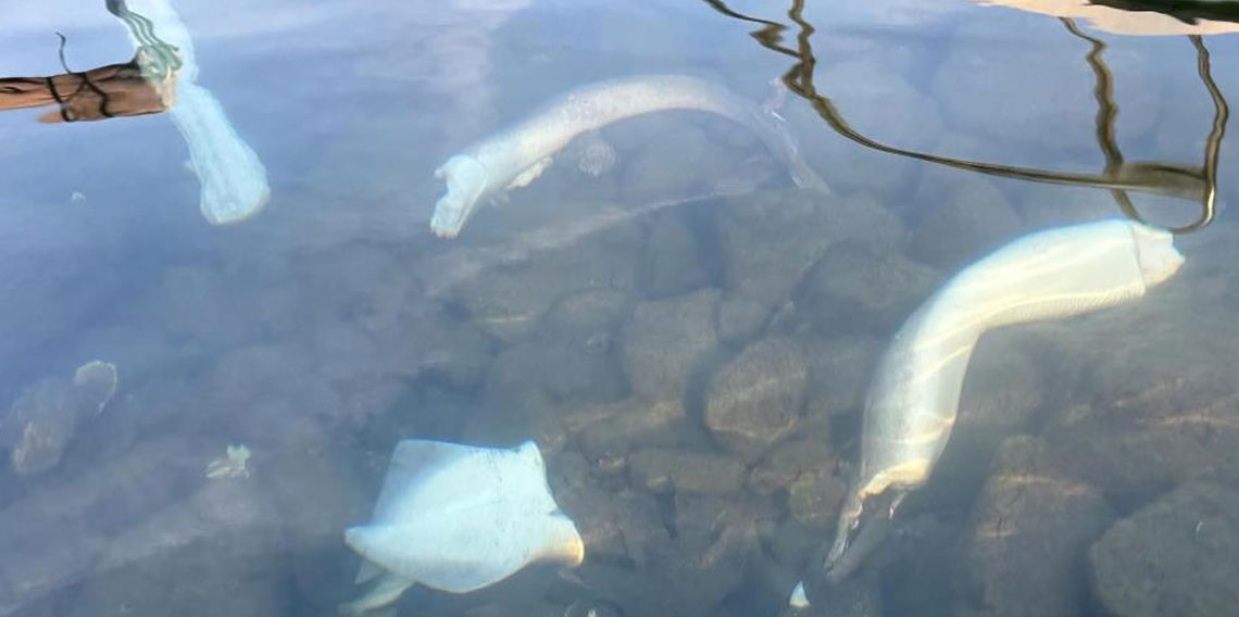 Trabzon kıyılarında köpek balığı hareketliliği arttı