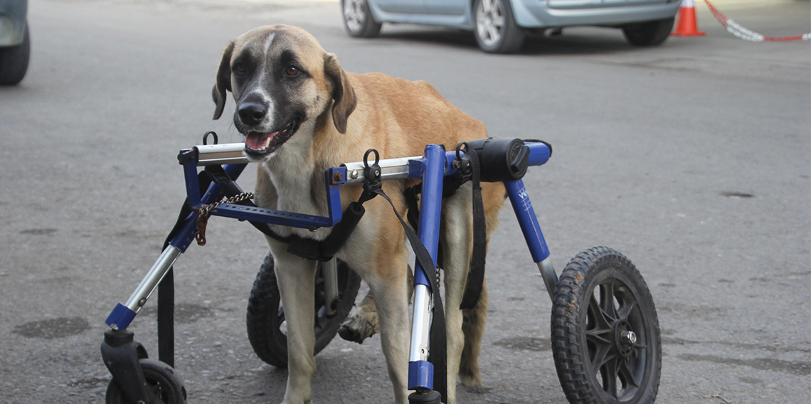  Sakat kalan köpeğini yürüteç ile hayata bağladı