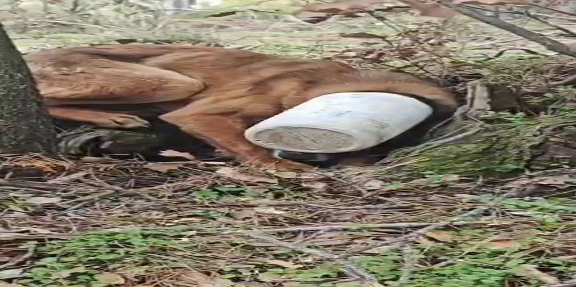 Kafasına plastik bidon sıkışan köpeğe yardım eli