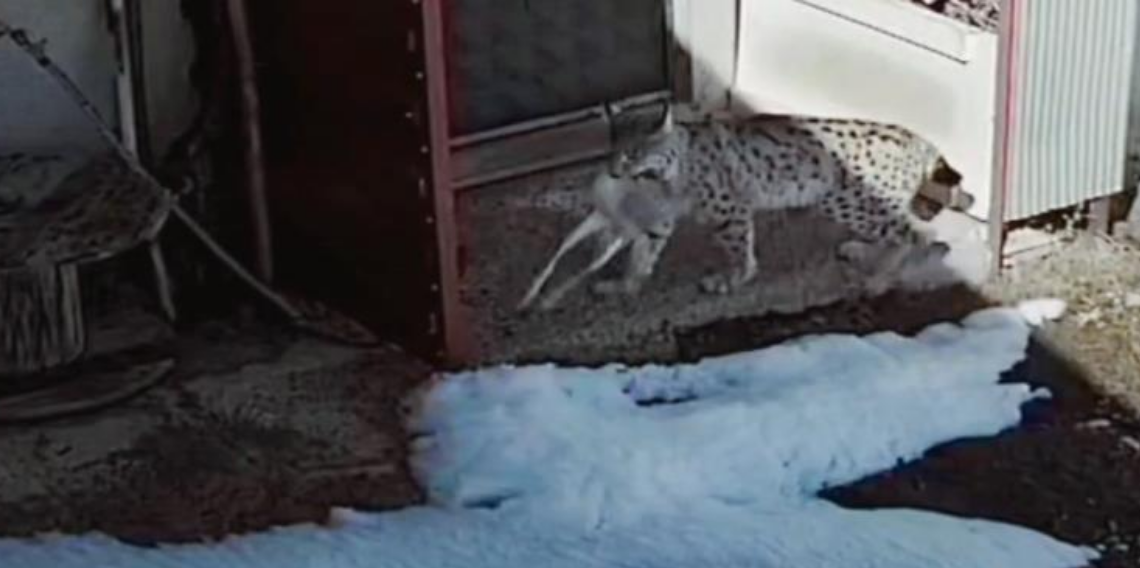 Bayburt'ta vaşağın tavşan avı kamerada