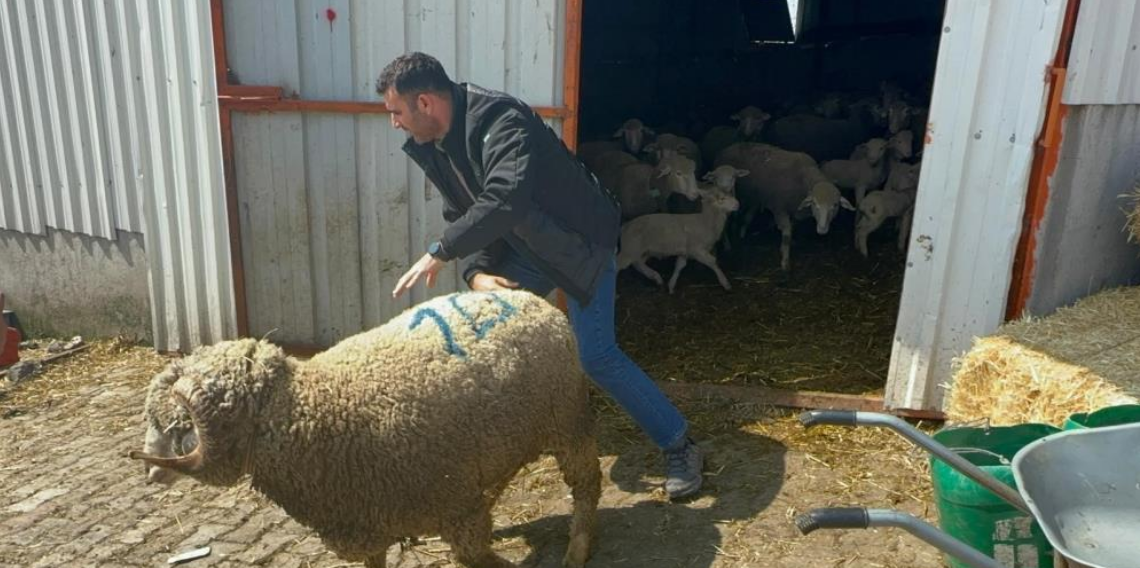 Bandırma’da Rekor Kıran Merinos Koçu