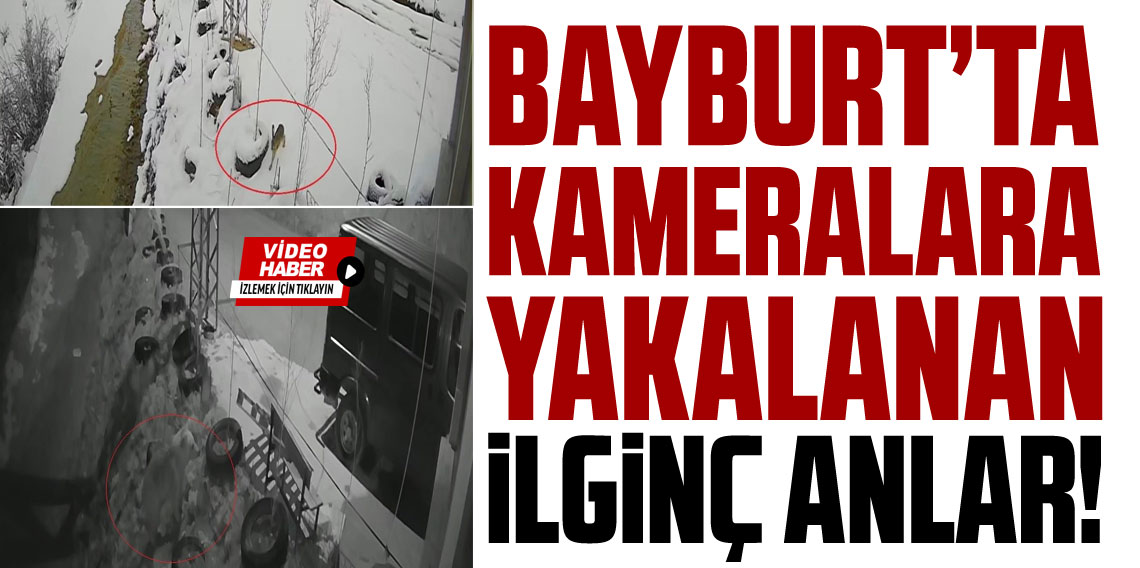 Bayburt’ta İlginç Anlar! Ayı,Kurt ve Tavşan?