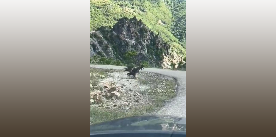 Artvin’de kartal yılan avlarken görüntülendi