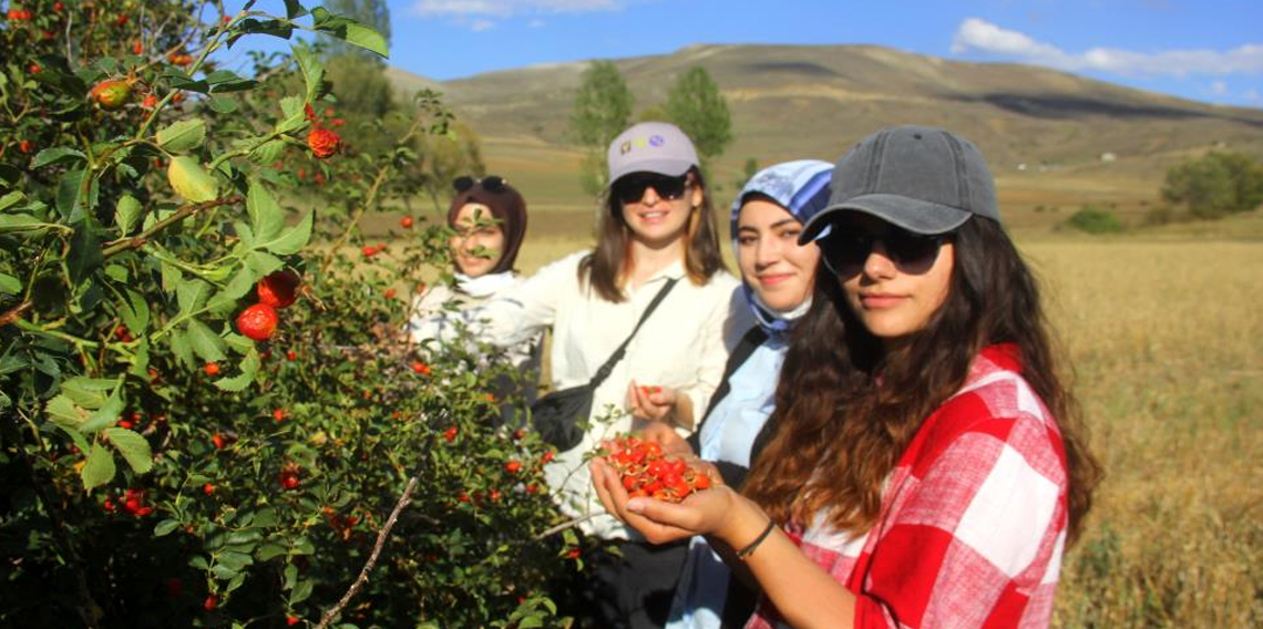 Bayburt’ta kuşburnu alımı başladı