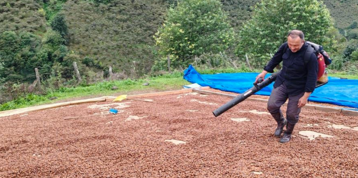 Fındık üreticisi, yağmur nedeniyle kurutamadığı ürününü üfleme körüğüyle kurutuyor