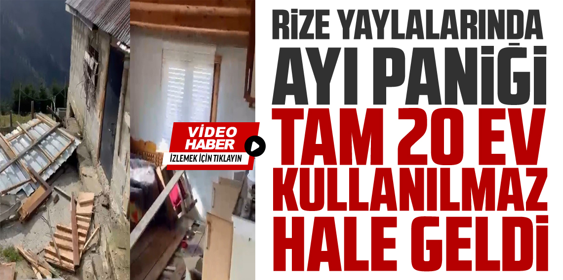 Rize yaylalarında ayı paniği: 20 ev talan edildi