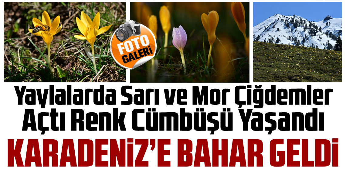Karadeniz'de renk cümbüşü: Sarı ve mor çiğdemler açtı