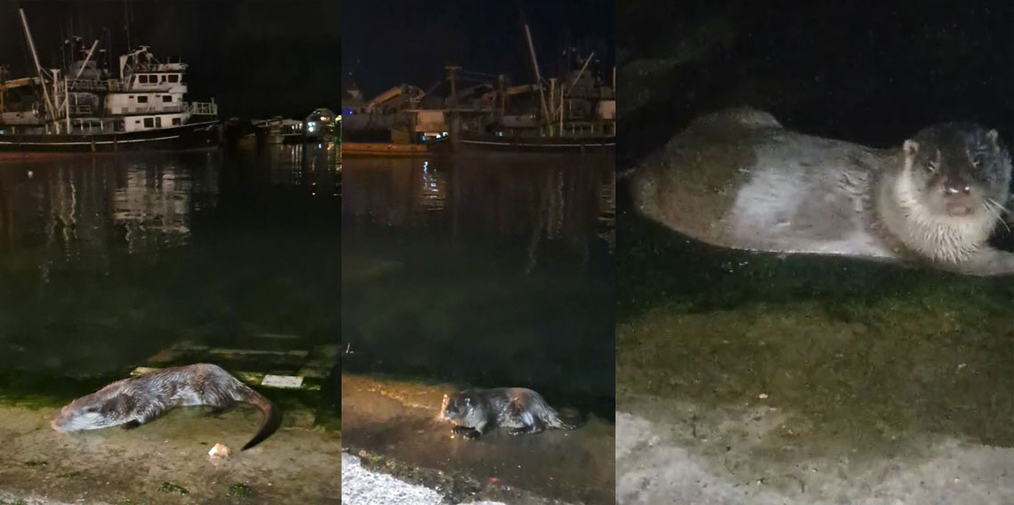 Denizden çıkıp balık yediler, yeniden kayboldular
