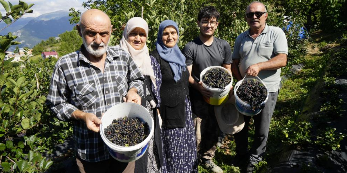 Gümüşhane’de aronya bereketi: 75 ton rekolte bekleniyor