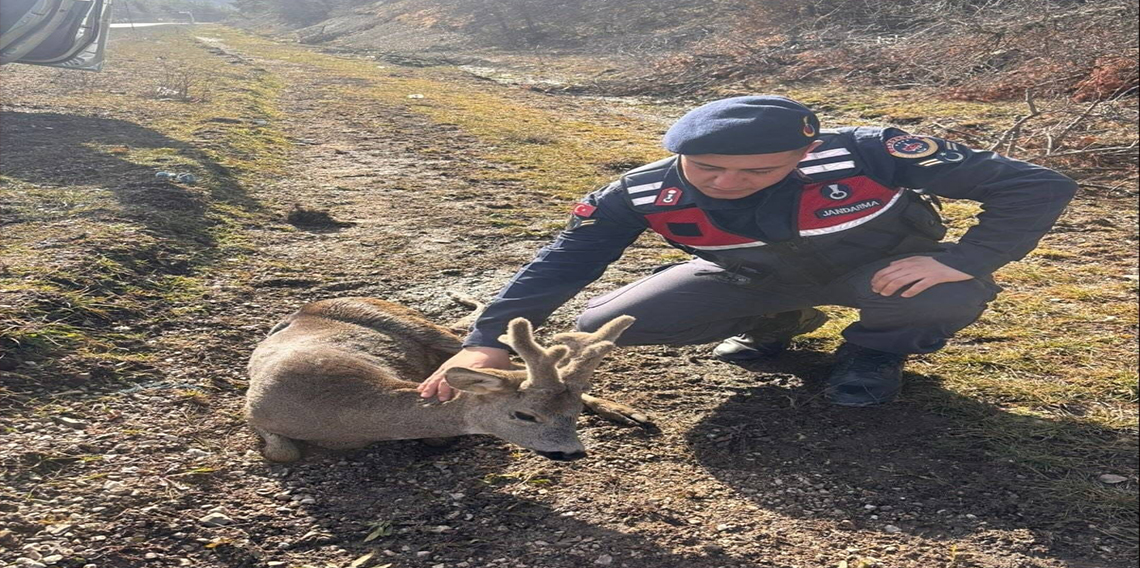 Jandarma ekiplerinin bulduğu yaralı karaca tedavi altına alındı