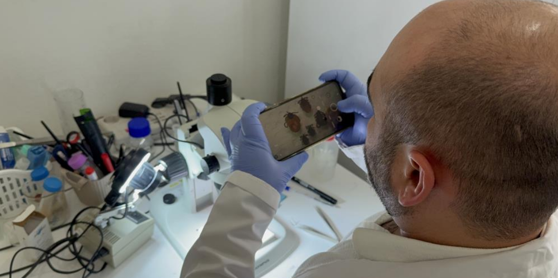 İklim düzensizliği ve küresel ısınma kene sezonunu uzatıyor