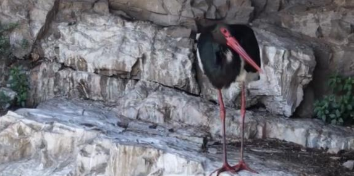 Artvin’de nadir görülen kara leylek görüntülendi