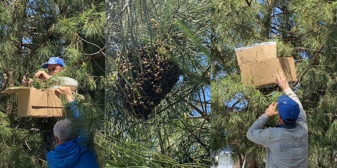 Tokat’ta şaşırtan anlar! Ağaca oğul veren arıları ekipmansız topladı
