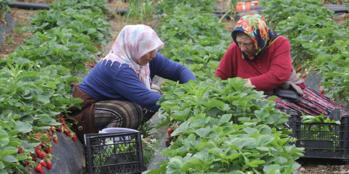 Ordu'nun çalışkan kadınları çilek hasadında