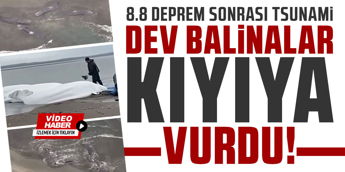 Deprem sonrası çok sayıda balina Japonya kıyılarına vurdu