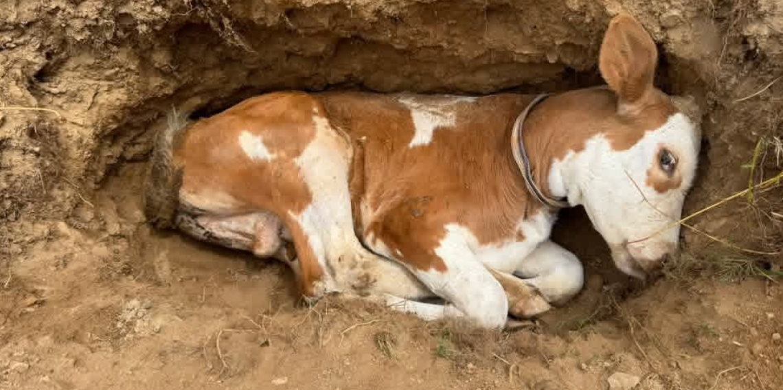 Gümüşhane'de Minik Nehir'in 'Yaman' İsimli Buzağısına Vedası Duygulandırdı