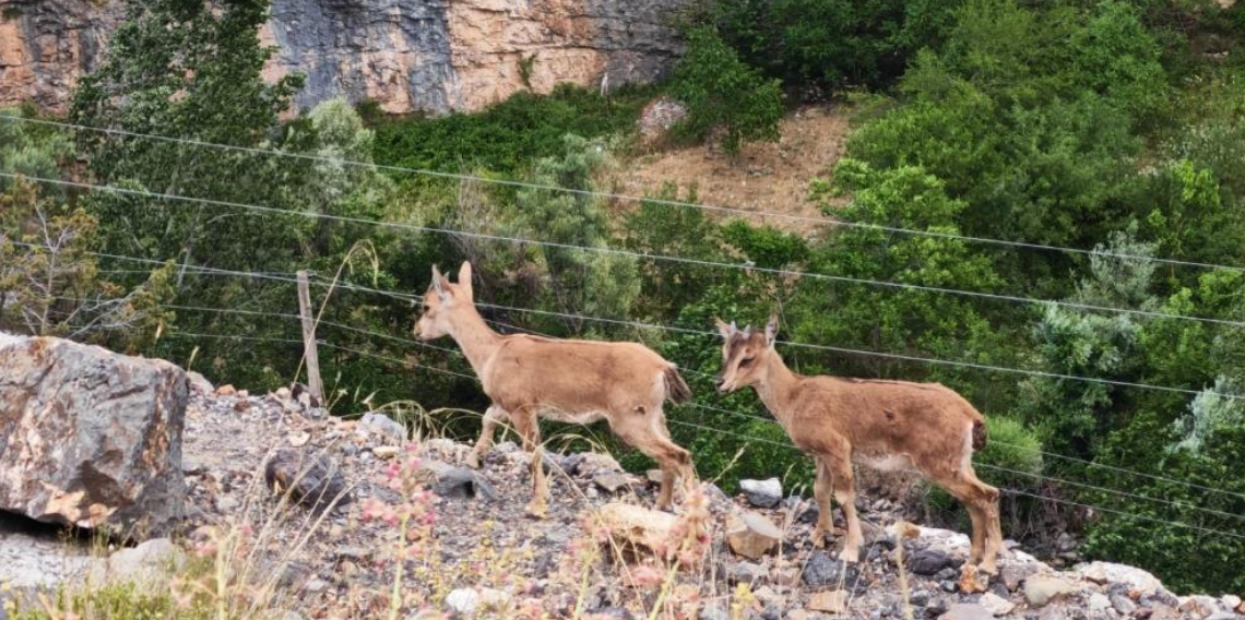 Yerinde duramayan yavru yaban keçilerinin kayalar üzerindeki oyunu kamerada