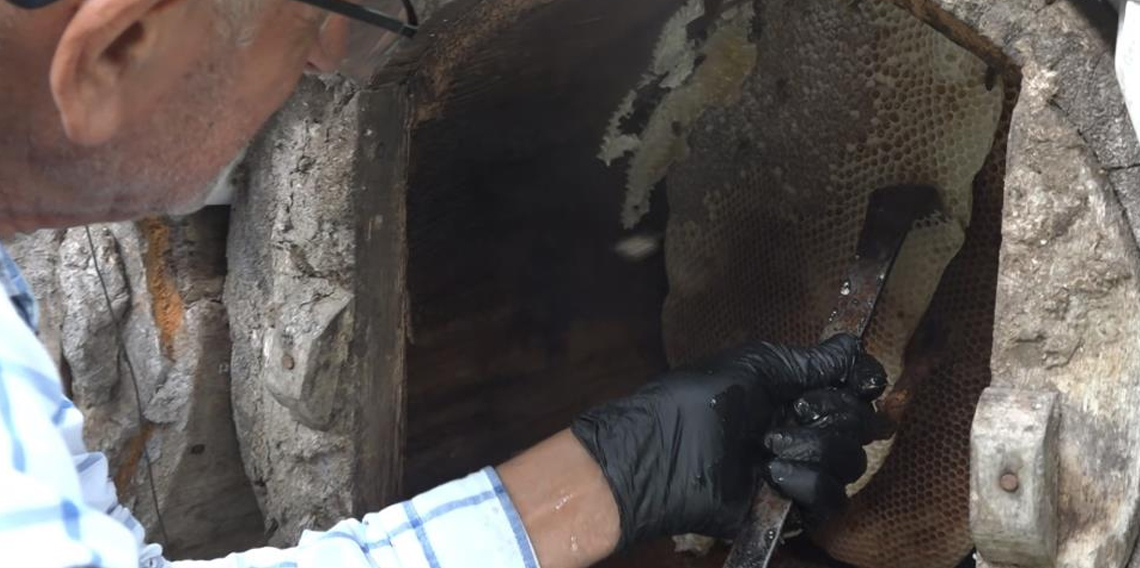 Rize’de karakovan balı Anzer Balı'nı solladı