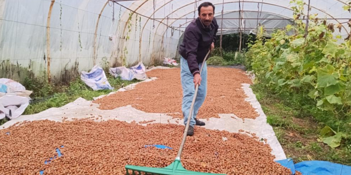 Karadeniz'de dinmeyen yağmurda serada fındık kurutma dönemi