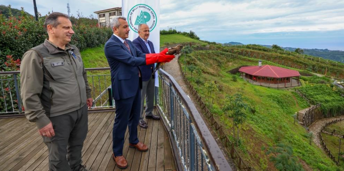 Yaralı arı şahinleri tedavilerinin ardından doğaya salındı