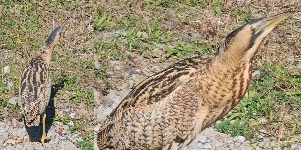 Nesli tükenmekte olan Güney Amerika balabanı Artvin'de görüldü