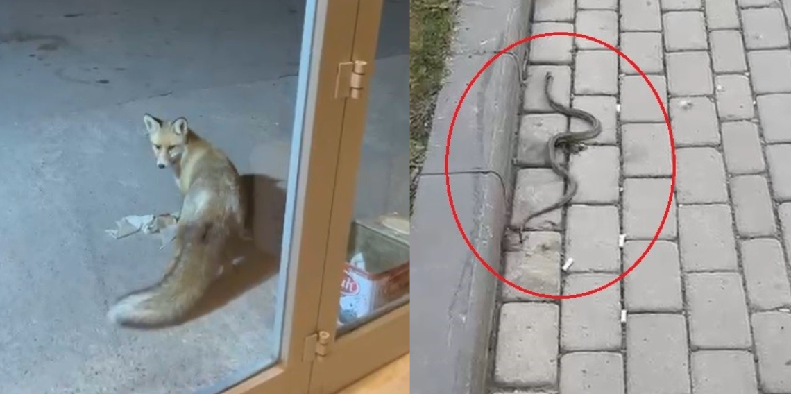 Bayburt'ta yerleşim alanlarında tilki ve yılan görüldü