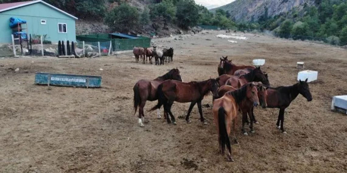 Artvin’de kesilmekten kurtarılan atlar koruma altında