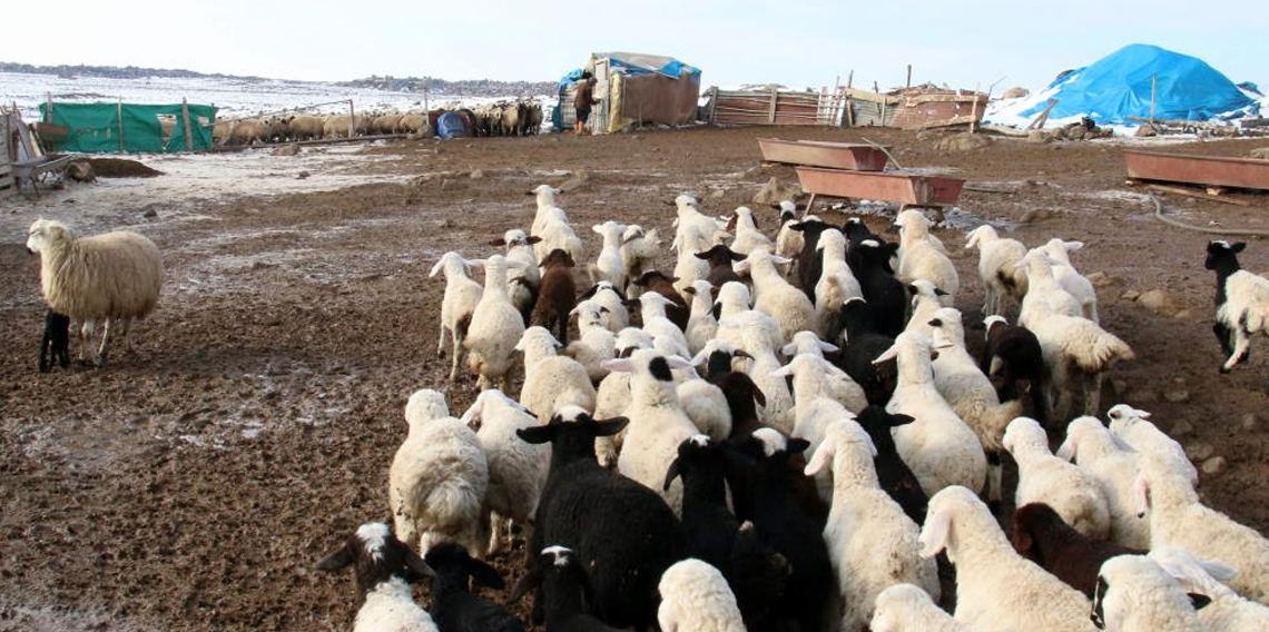 Bayburt’ta yeni doğan kuzularla birlikte besicilerde tatlı telaş yaşanıyor